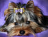 Yorkshire Terrier - Pant by Diamonds